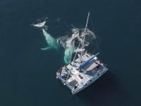 Whale Watch Experience image 2